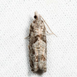 3334 - Catastega aceriella *