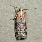Dioryctria sp. 6.24.7