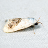 9095 - Small Bird-dropping Moth - Ponometia erastrioides 6.24.16
