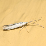 Coleophora querciella or sacramenta*