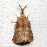 7701 - Eastern Tent Caterpillar Moth - Malacosoma americana