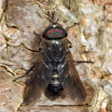 Hybomitra sodalis