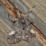 8304 - Northern Pine Tussock Moth - Dasychira plagiata