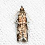 6011 - Brower's Vitula - Vitula broweri 6.26.3
