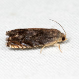  3471  Hickory Shuckworm Moth  Cydia caryana*