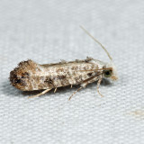 0317 - Clemens Bark Moth - Xylesthia pruniramiella*