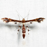 Geina buscki or tenuidactylus*
