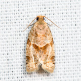  3688 - Garden Tortrix - Clepsis peritana*