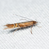 Cosmopterix sp.*