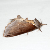 7924 - Elegant Prominent - Odontosia elegans