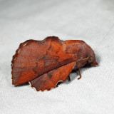 7687 - American Lappet Moth - Phyllodesma americana