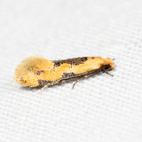 0300 - Yellow Wave Moth - Hybroma servulella