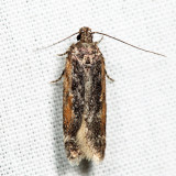 2172 - Filatima serotinella 6.29.8