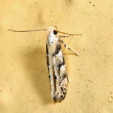 1803 - Conifer Coleotechnites - Coleotechnites coniferella 6.29.28