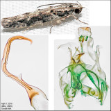 1828 - Coleotechnites quercivorella