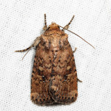 10532.1  Southern Scurfy Quaker  Homorthodes lindseyi *