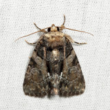 9556 - Cloaked Marvel - Chytonix palliatricula *