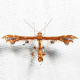 6093 - Buscks Plume Moth - Geina buscki*