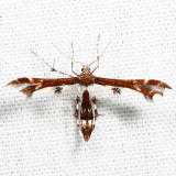 6092  Himmelmans Plume Moth  Geina tenuidactyla *