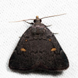 8329 - Orange-spotted Idia - Idia diminuendis 7.1.11