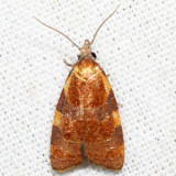 3716  Spring Dead-leaf Roller  Cenopis diluticostana*