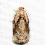 3660 - Gray Archips - Archips grisea 7.1.15
