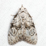 Meganola sp. 7.1.17