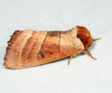 Datana sp. 7.1.24