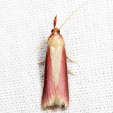 6053  Carmine Snout Moth  Peoria approximella
