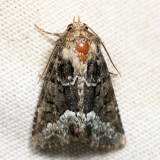 9415.1 - Marbled Minor - Oligia strigilis