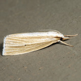 5469 – Epina alleni 7.2.1