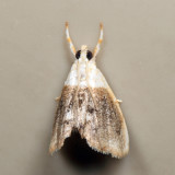 4888 - Sooty Lipocosmodes - Lipocosmodes fuliginosalis 7.2.7