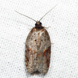 Acleris sp. 7.2.13