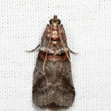 5691  Sweetfern Leaf Casebearer Moth  Acrobasis comptoniella*