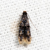 0296 – Stenoptinea auriferella 7.2.20*