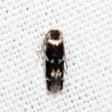 1124 – Elachista cucullata 7.2.21