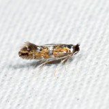 Phyllonorycter sp.*