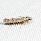 Gelechiidae*