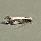 0416 - Skunkback Monopis - Monopis dorsistrigella 7.2.30