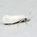 0200.1  Bogus Yucca Moth  Prodoxus decipiens*