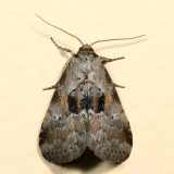 9040 - Black-patched Graylet - Hyperstrotia secta 7.3.7