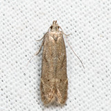 Monochroa sp. 7.3.8