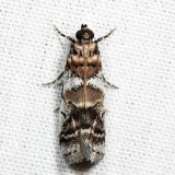 5651  Leaf Crumpler Moth  Acrobasis indigenella*