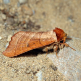 Datana sp. 7.3.12