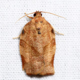 3635 – Oblique-banded Leafroller Moth – Choristoneura rosaceana 7.3.17