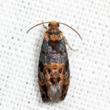 2713 – Paralobesia monotropana 7.3.28*