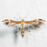 6102 – Dejongia lobidactylus 7.4.7