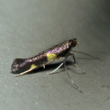 0600  Caloptilia cornusella*