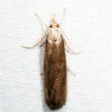 5473 – Thopeutis forbesellus 7.4.10