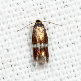 0099 - Stigmella quercipulchella 7.4.12*